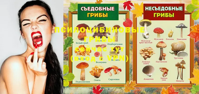 Галлюциногенные грибы Magic Shrooms  Бавлы 